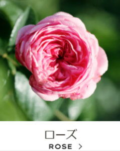 Jurlique-ジュリーク公式サイト-11-17-2025_11_17_AM