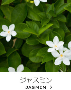 Jurlique-ジュリーク公式サイト-11-17-2025_11_45_AM