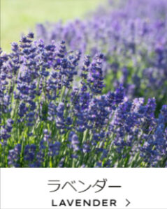 aaaJurlique-ジュリーク公式サイト-11-17-2025_11_17_AM